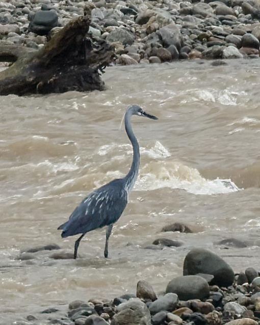 White-bellied Heron. (Photo Courtesy: Samanvitha Rao)